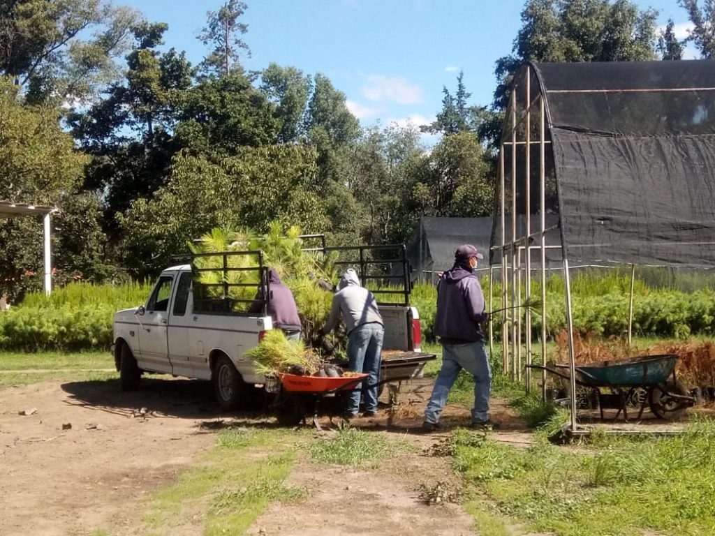Inician Secture y CGE entrega de 150 mil árboles para reforestar bosques de Nanacamilpa y Calpulalpan