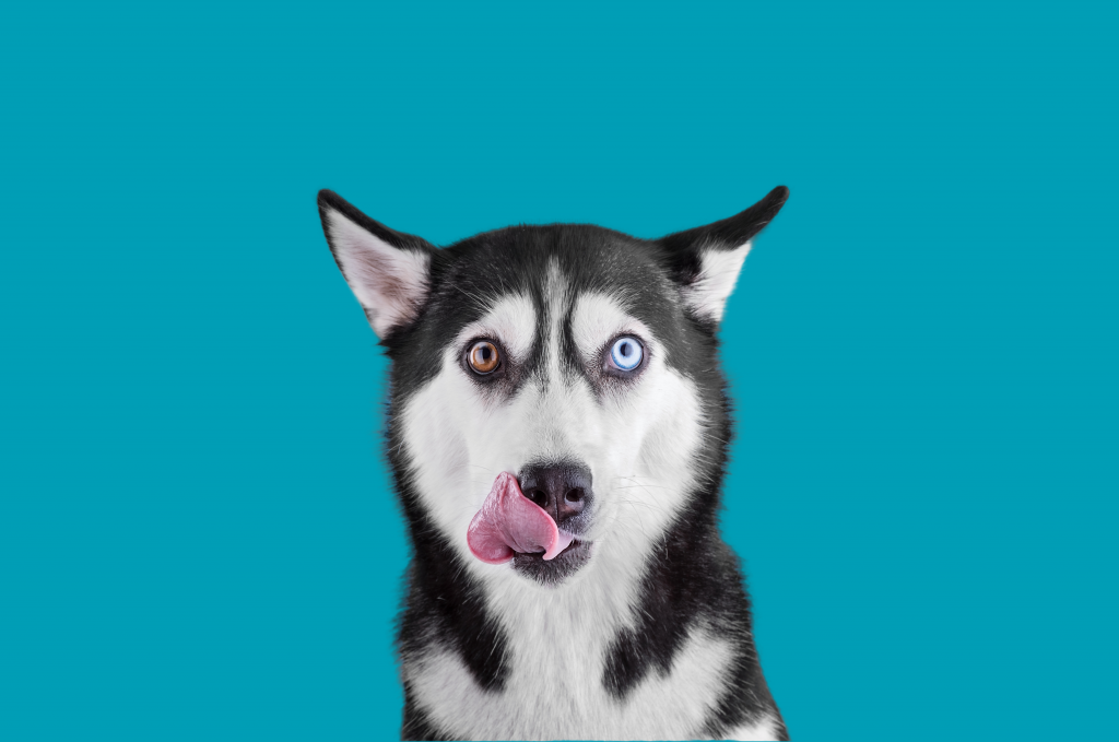 Amores perros en DOGTV