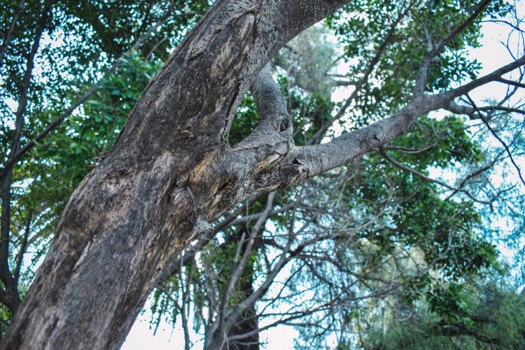 Gobierno de la Ciudad mantiene evaluación de arbolado en la capital