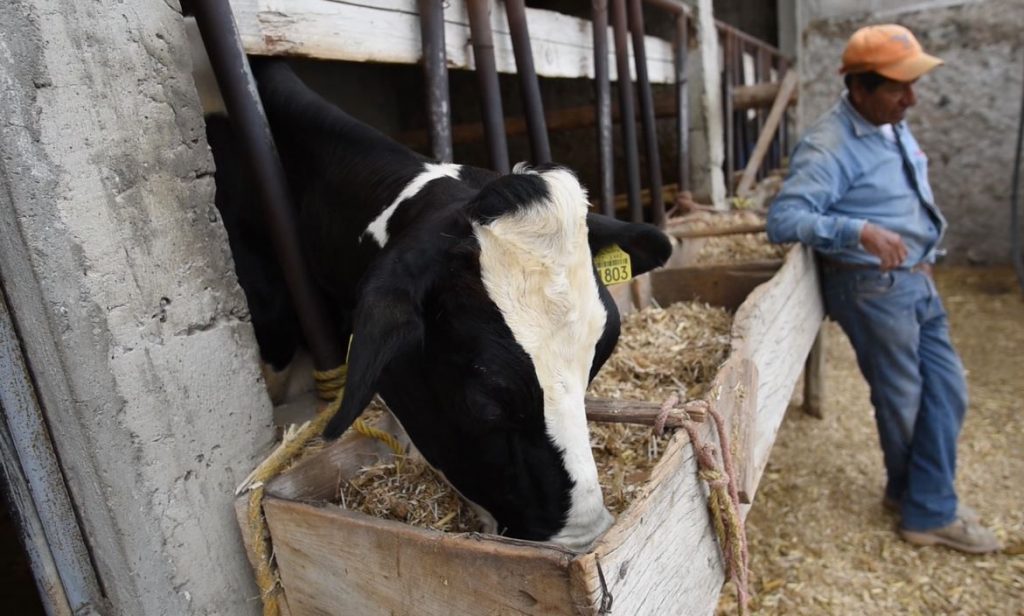 GCM apoya a campesinos con producción de forraje hidropónico