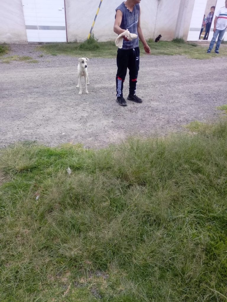 Jauría de perros tiene atemorizados a ciudadanos en Amozoc