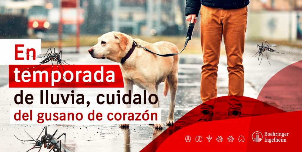 ¡Mascotas también pueden enfermar por mosquitos de temporada!