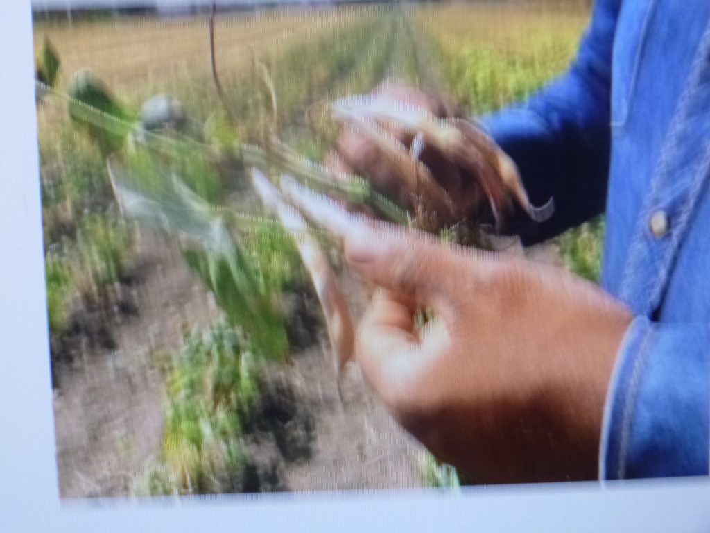 Investigadores del INIFAP han desarrollado 250 variedades de maíz, frijol, arroz y soya