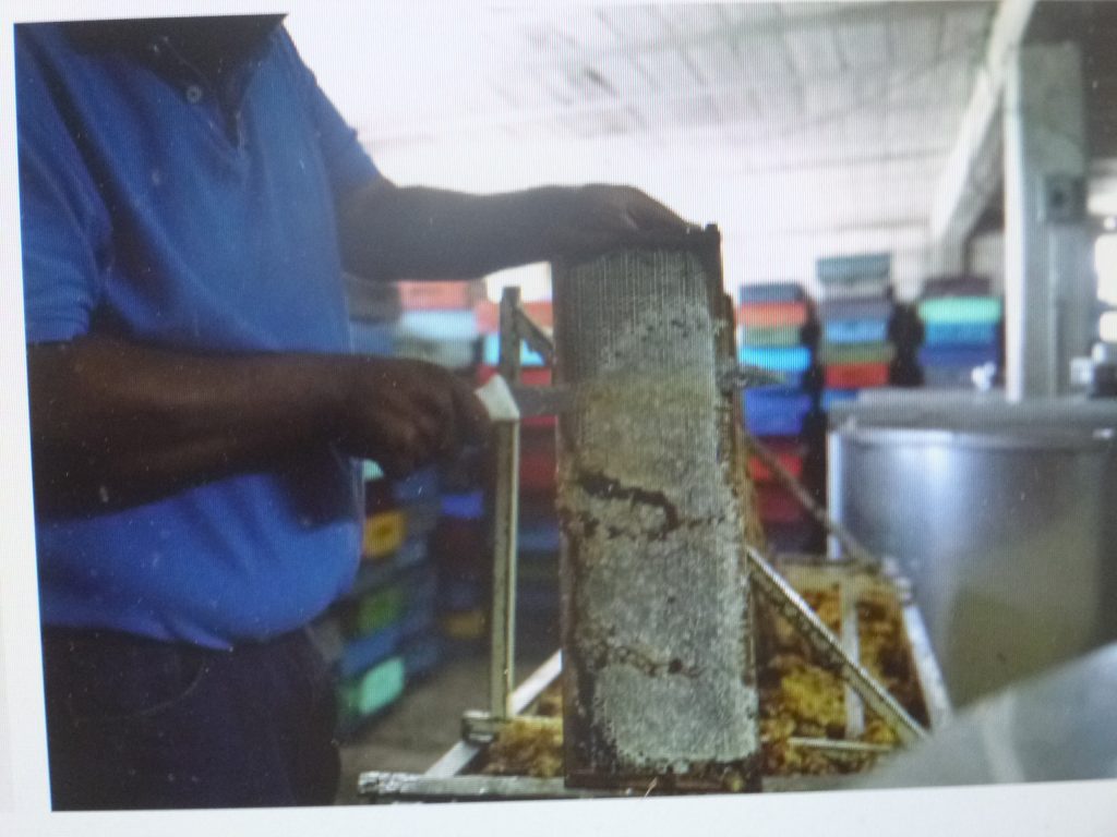 Campaña nacional para combatir brotes de varroasis en la apicultura