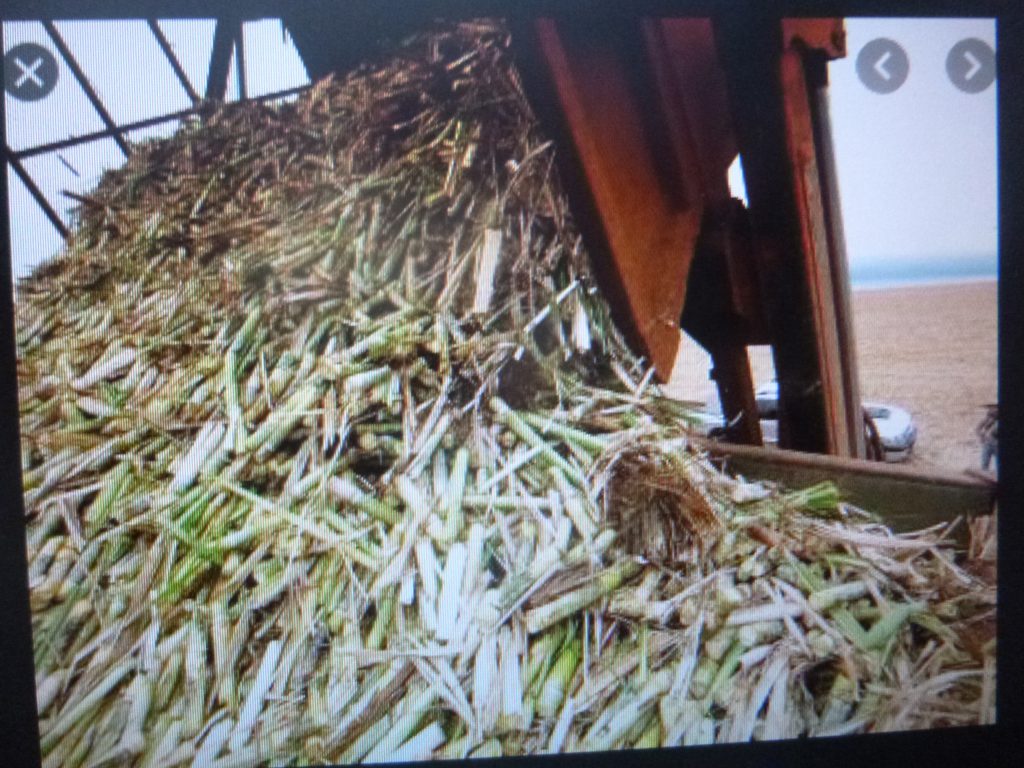 La cachaza de caña es un gran fertilizante para el campo, afirma investigador