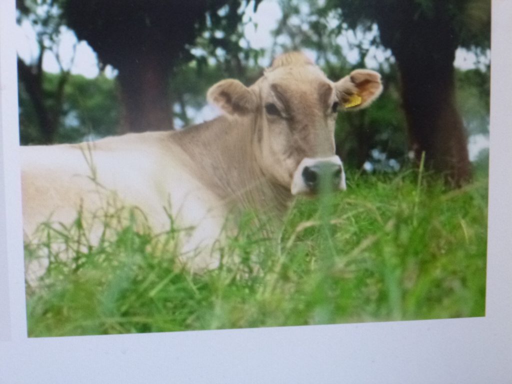 La Secretaría de Desarrollo Rural aplica una inversión de 15 millones de pesos para combatir enfermedades en la ganadería