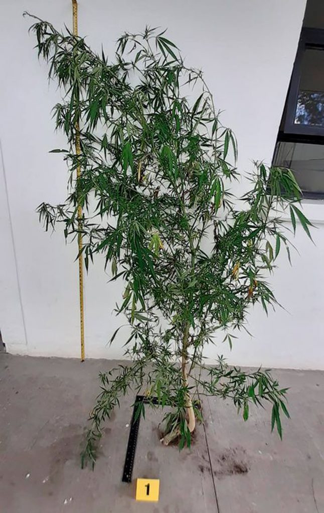 La SSC asegura una planta de marihuana en Nativitas