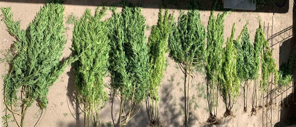 La SSC Asegura enervantes en San Pablo del Monte