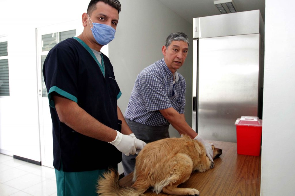 Realiza SESA jornada nacional de vacunación antirrábica.