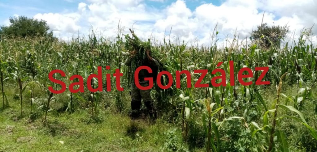 Campesinos de Acajete descubiertos cuando sembraban marihuana