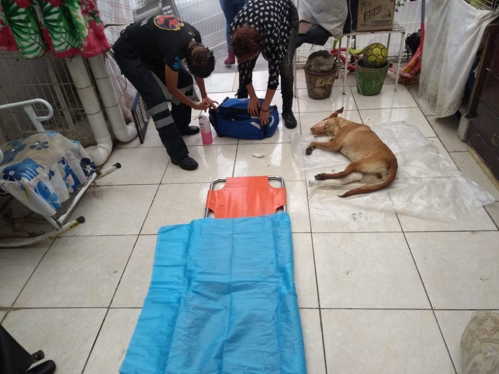 Cohetón destrozó una pata a una perrita en Bosques de San Sebastián