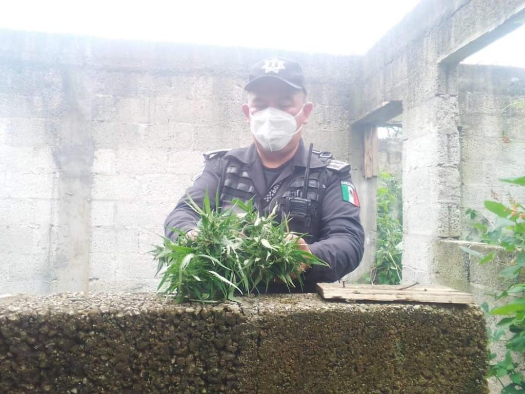 Encuentran plantas de marihuana en casa abandonada de Zacapoaxtla