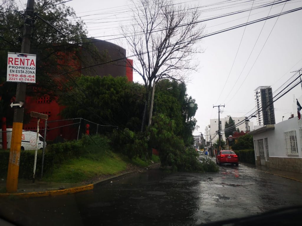 Tromba derrumba 2 árboles en la capital