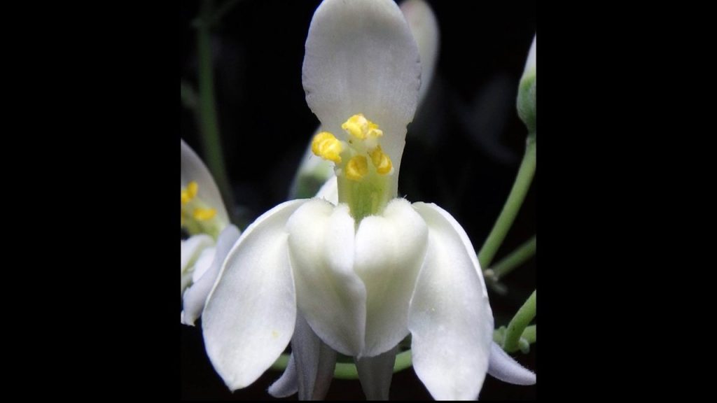 Conoce los múltiples beneficios de la moringa, el “árbol milagro”