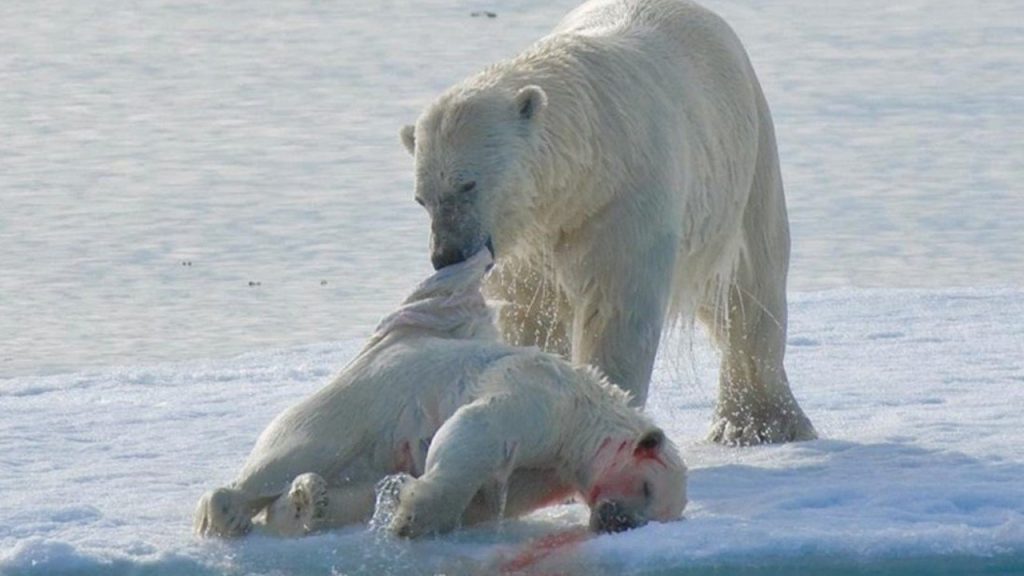 Calentamiento global: Advierten que la extinción de los osos polares es casi irreversible