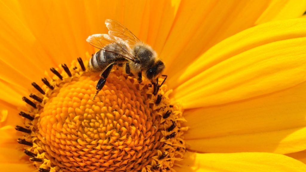 Estudio revela que veneno de abejas ayuda a atacar células de cáncer de mama; esto sabemos