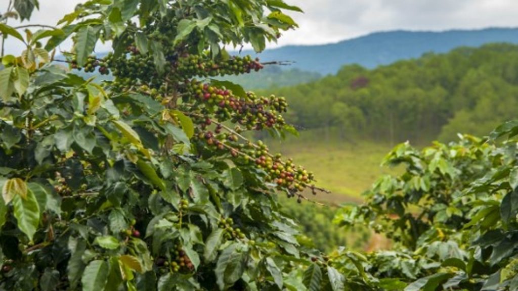 El campo mexicano inmerso en un “callejón sin salida”, advierte analista
