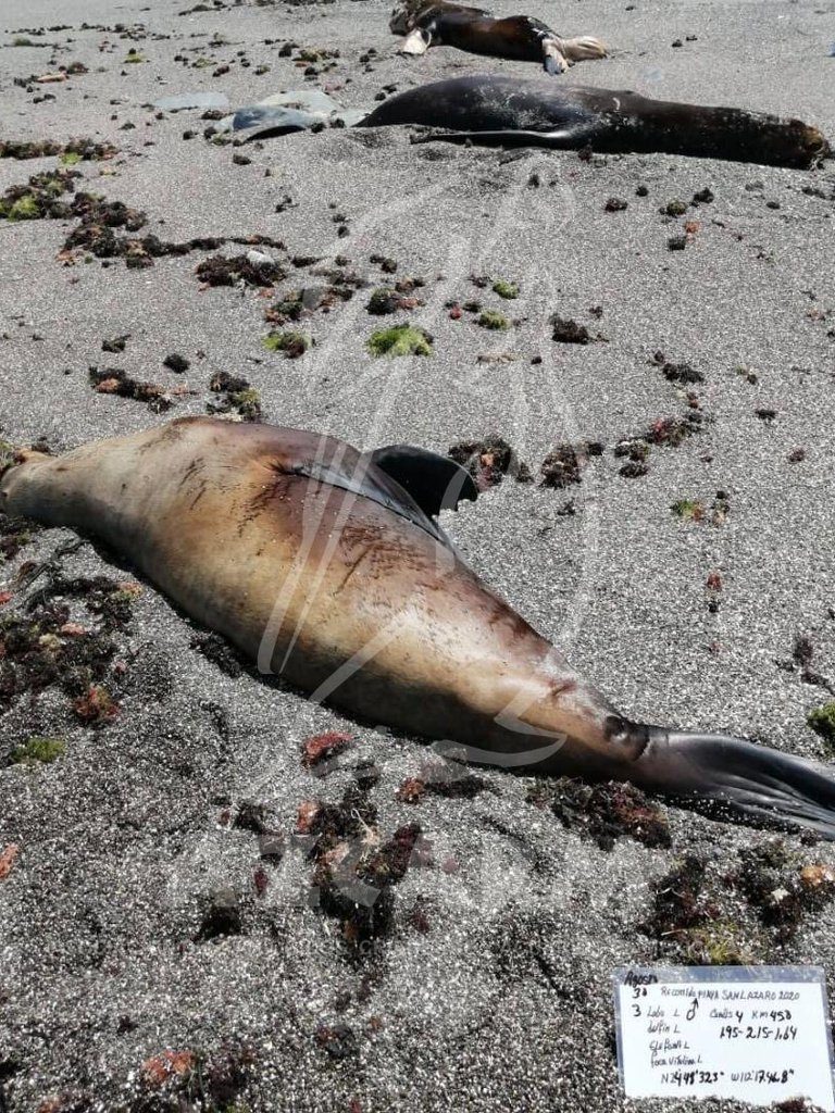 Muerte de 150 lobos marinos en Baja California Sur continúa como misterio; autoridades se mantuvieron en silencio