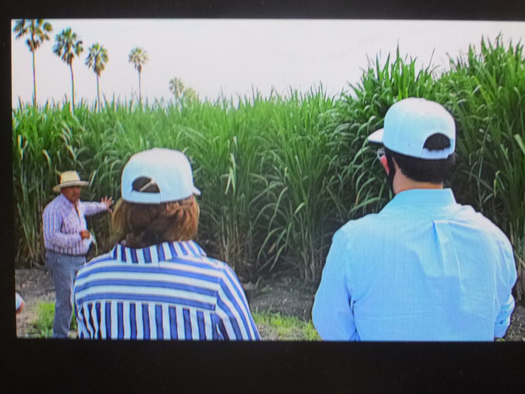 Se eleva la producción de caña de azúcar sin el uso de agroquímicos