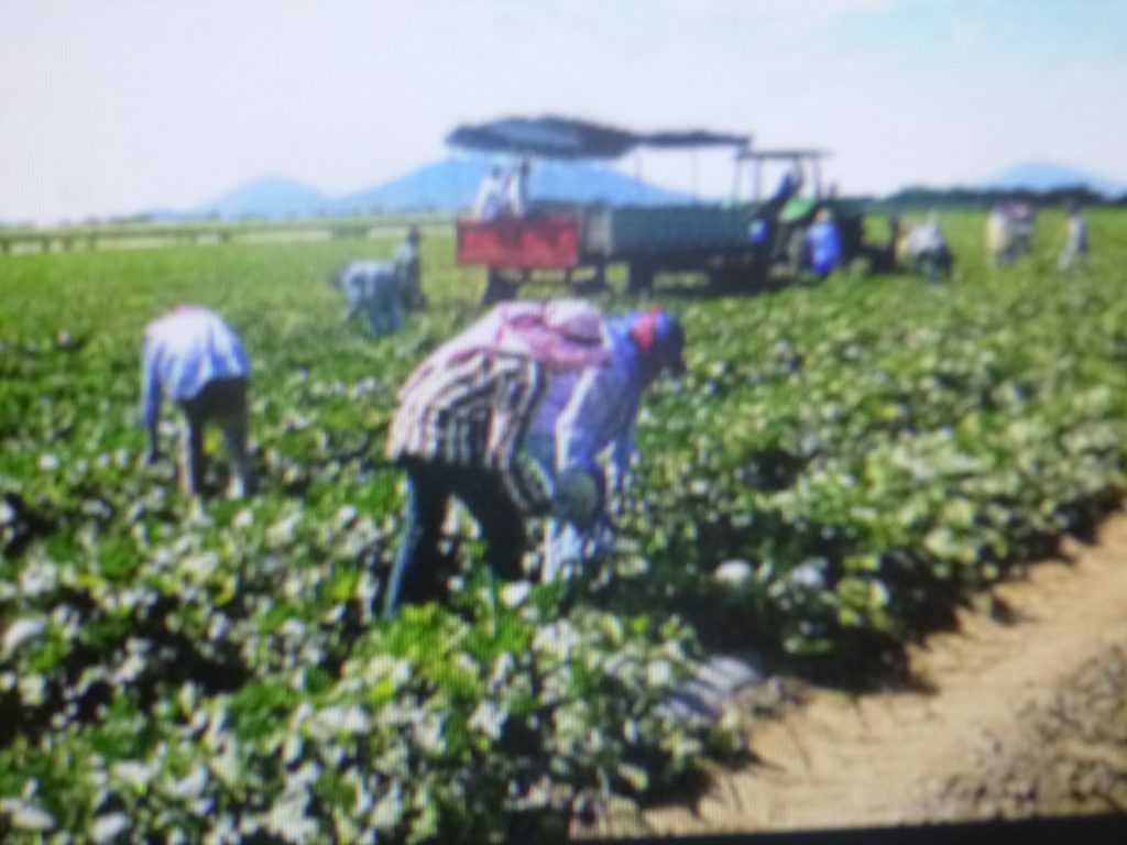 Extraoficialmente desaparecen 17 programas de apoyo al campo, acusa investigador