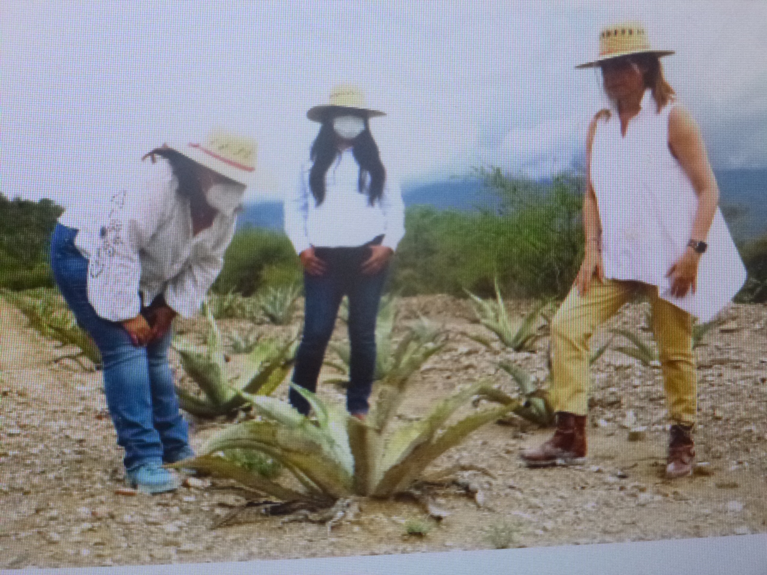 La Secretaría de Desarrollo Rural protege los agaves nativos en la Reserva de la Biósfera Tehuacán-Cuicatlán