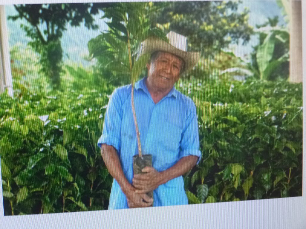 La empresa multinacional Starbucks donó a Puebla 111 mil plantas de café arábiga de alta producción