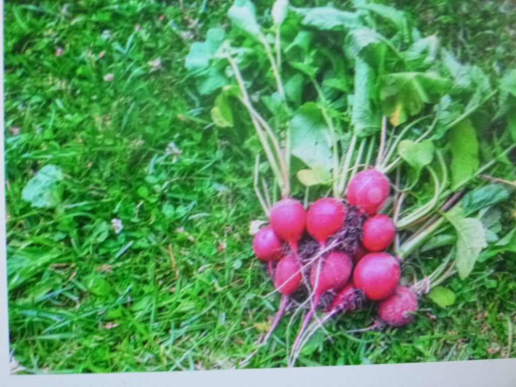 La prohibición del herbicida glifosato afecta a los productores de bajos ingresos del país, afirma empresario