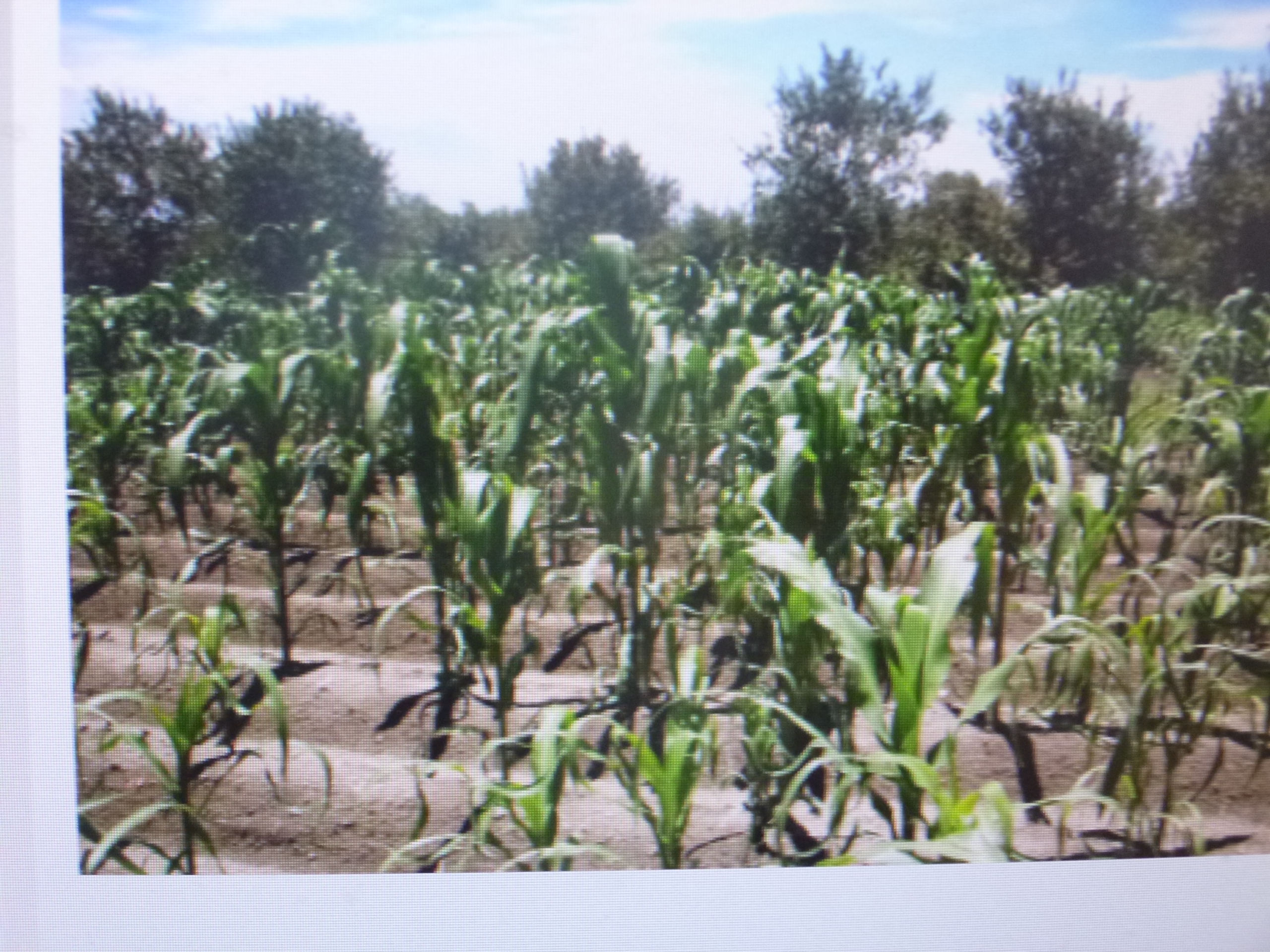 Puebla, quinto productor de maíz en el país con más de un millón de toneladas anuales