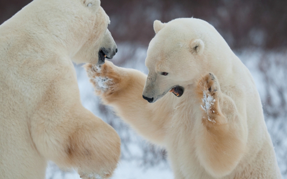 Por calentamiento global, osos polares se están comiendo entre ellos: científicos