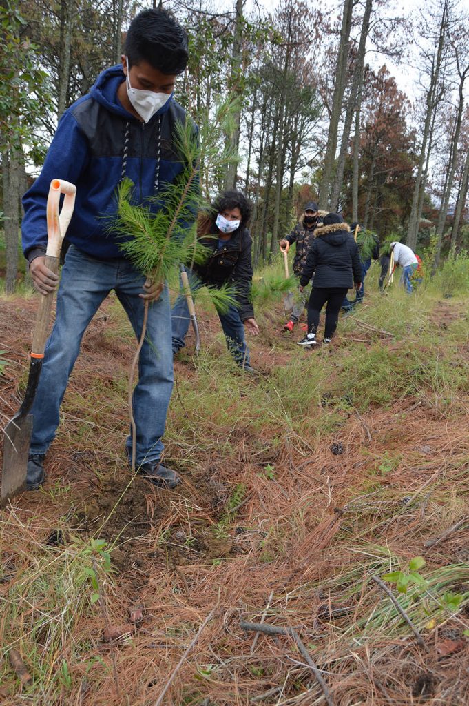 Mantiene CGE trabajos de saneamiento forestal en el Parque Nacional Malinche