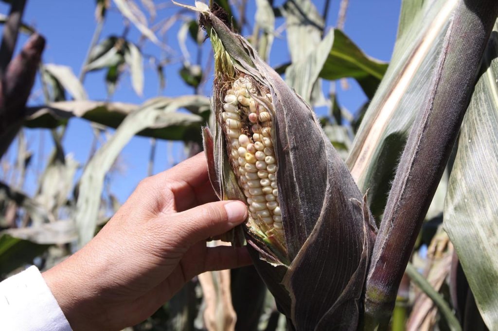 Desde Tlaxcala: Por heladas, Sefoa supervisa cultivos