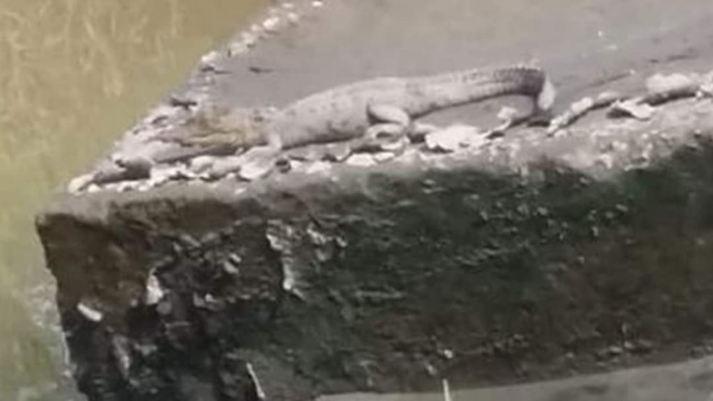 ¡Aparece cocodrilo en Lomas de Angelópolis!
