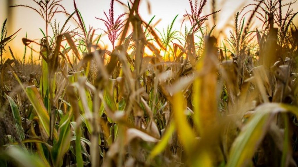 América Latina y el Caribe debe avanzar hacia sistemas agroalimentarios saludables, sostenibles y resilientes