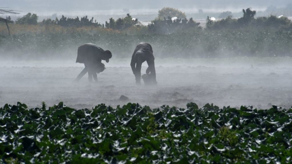 Encuentran covid en legumbres, ¿cómo evitar contagios?