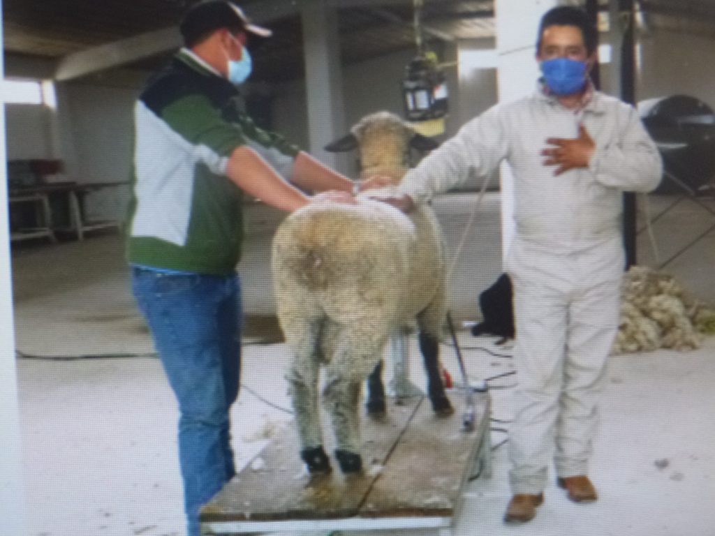 La SDR capacita a productores de ovinos en trasquila de ovejas