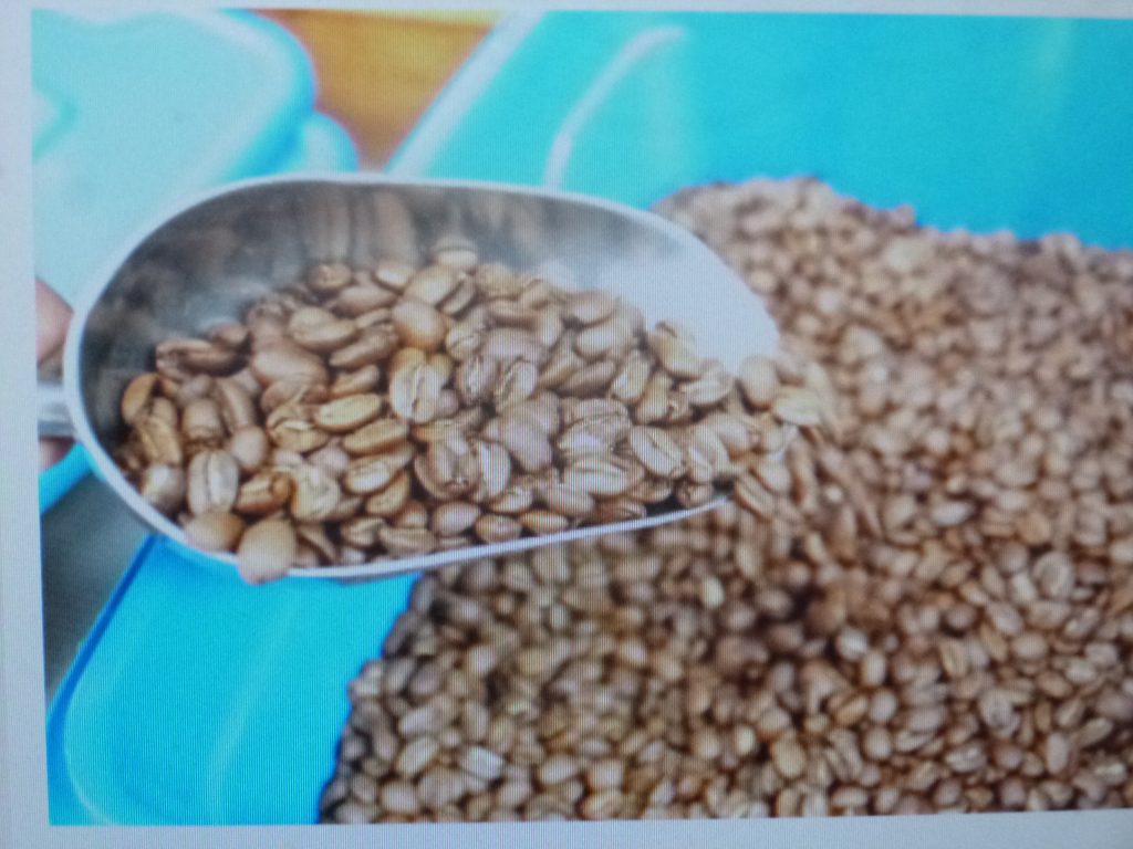 Puebla ocupa el tercer lugar nacional en producción de café con 520 mil quintales anuales