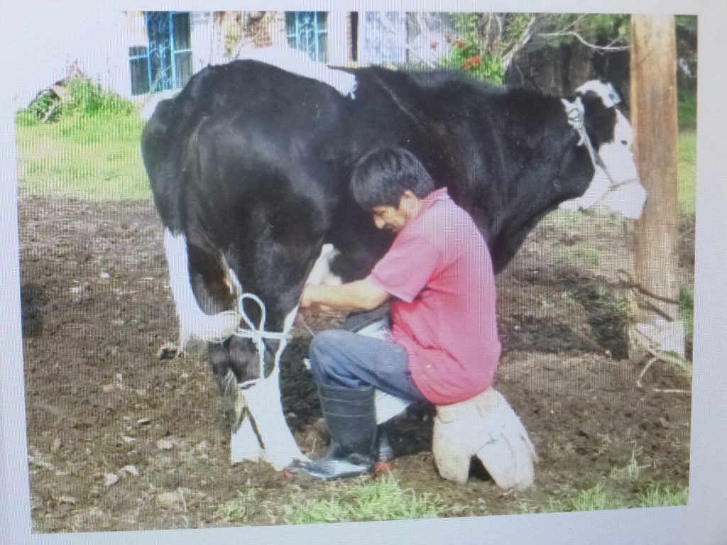 Gobierno federal ha provocado las quiebras de 150 mil pequeños y medianos productores de leche, acusó Álvaro González