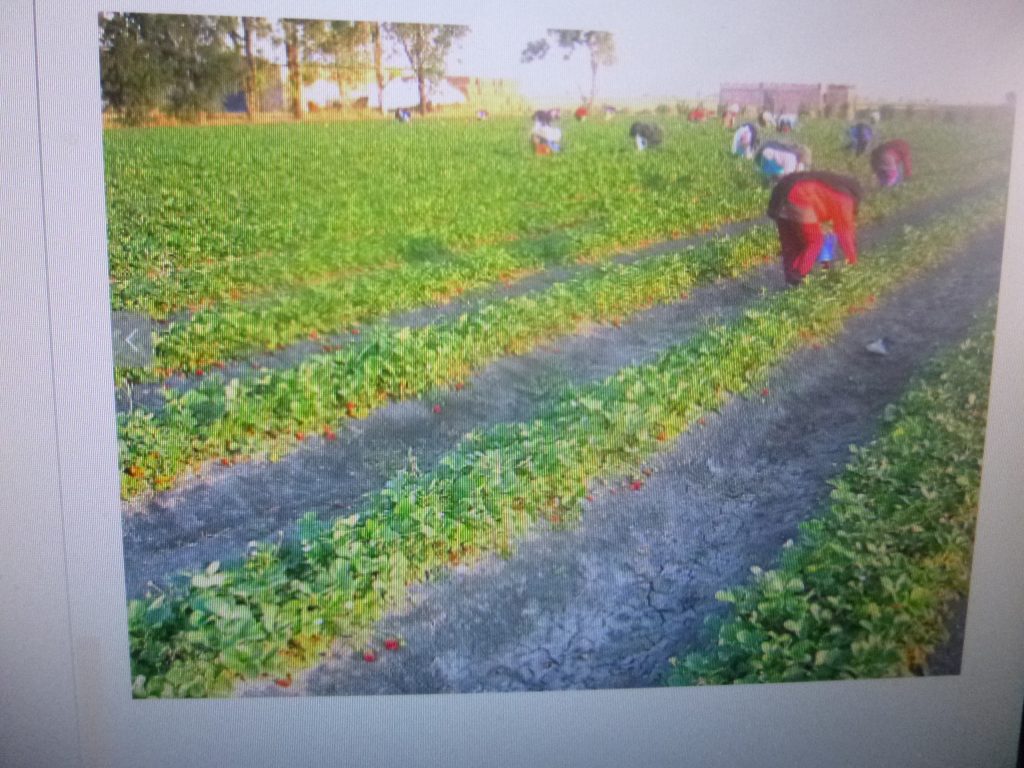 México, primer exportador de fresa en el mundo: Inifap