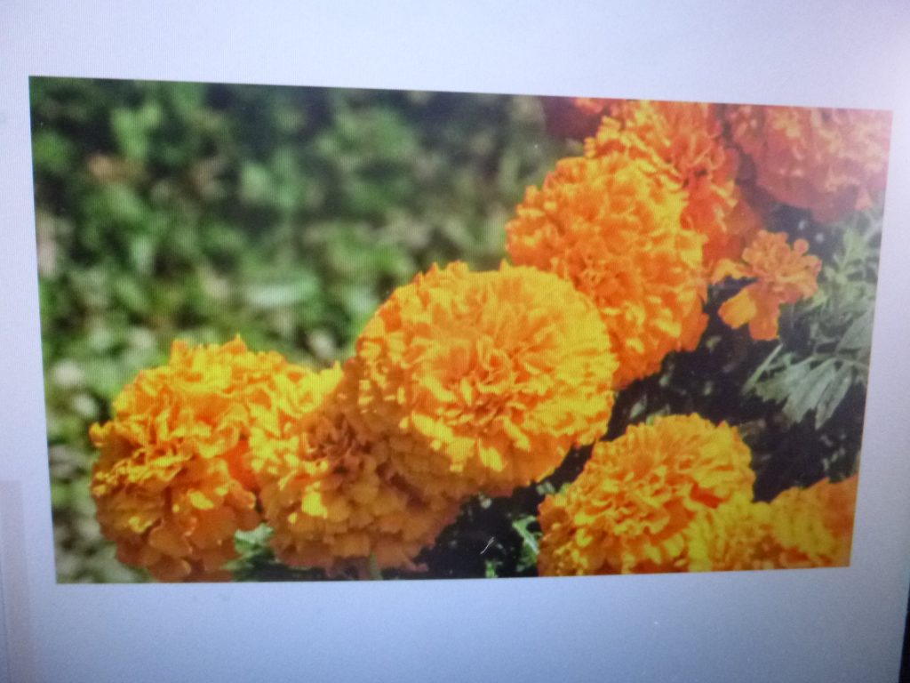 Grandes pérdidas tendrán los productores de la flor de cempasúchil