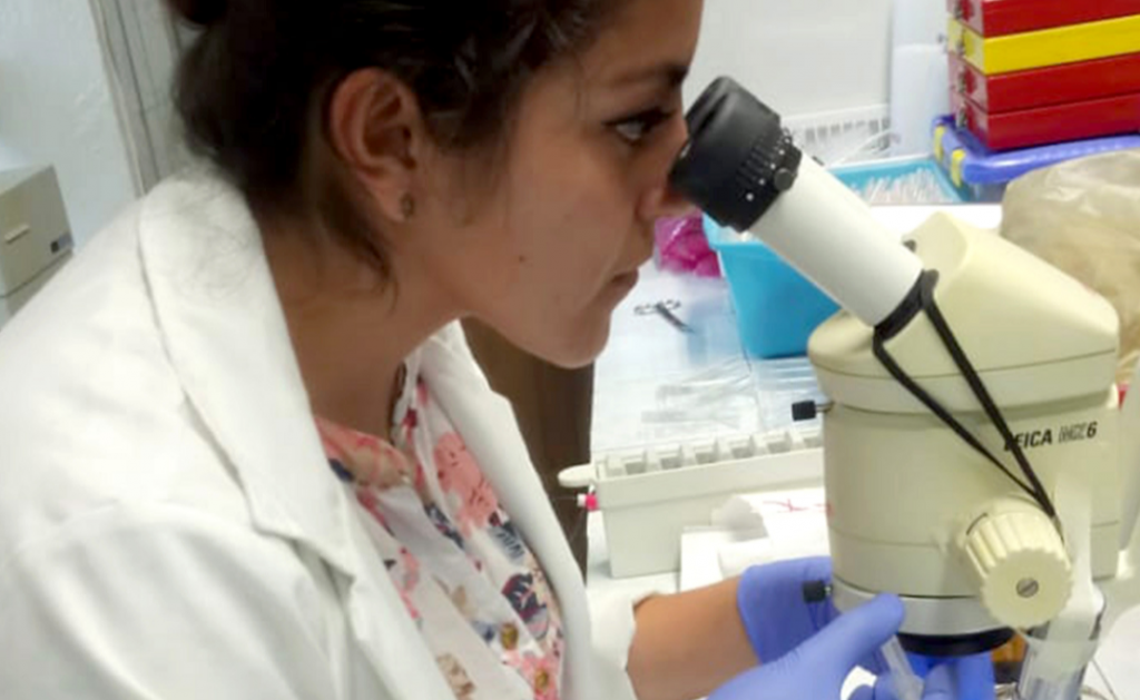 Investigadora BUAP estudia alteraciones en células productoras de insulina para evitar el desarrollo de diabetes mellitus tipo 2