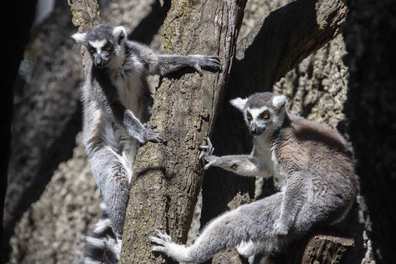 Zoológico de Tlaxcala aumenta su número de especies con la adquisición de dos lémures