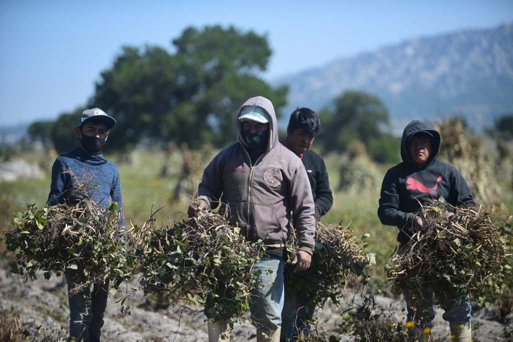 Productores de Emilio Portes Gil duplicarán cosecha de frijol con asesoría de Granjas Carroll