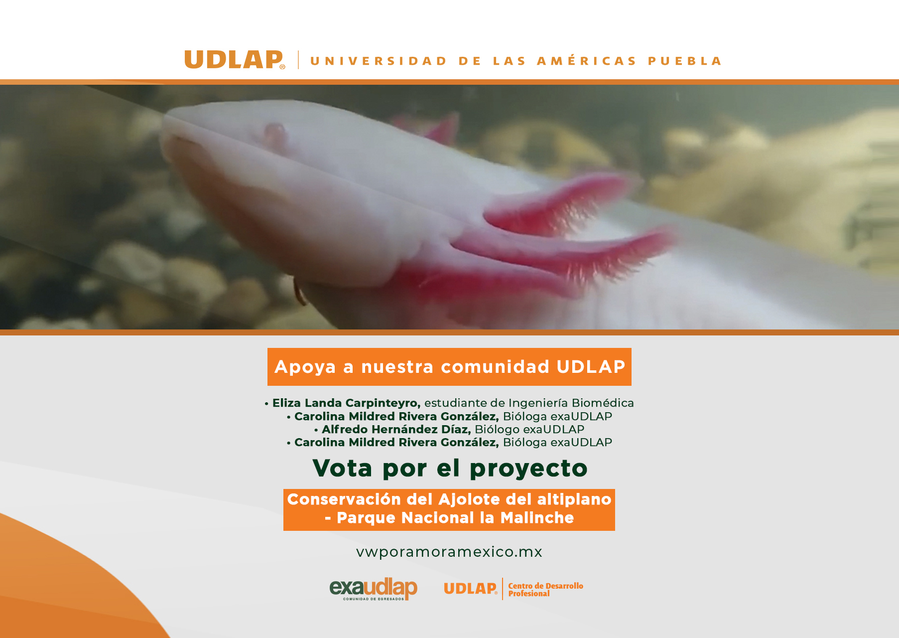 Egresada UDLAP invita a apoyar el proyecto por la conservación del ajolote del altiplano