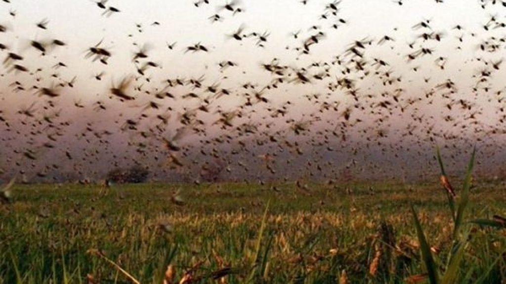 “Las langostas se comieron todo en cuatro días”: la plaga que sume aún más en el hambre a Yemen