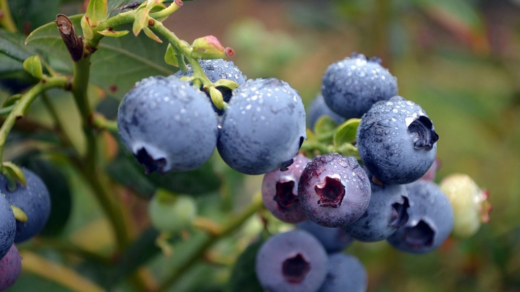 La SDR entregó certificaciones orgánicas a productores de blueberry