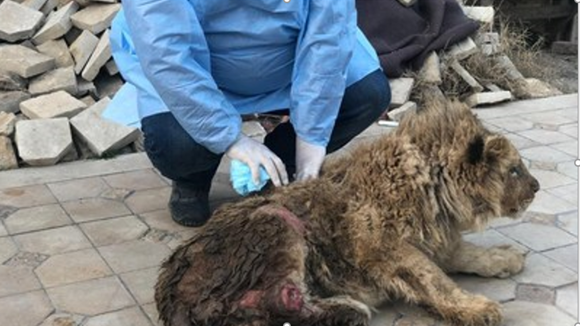 Cachorro de león torturado por sus captores en Rusia, luego rehabilitado durante siete meses, será trasladado a su hábitat natural en un refugio de vida silvestre africana