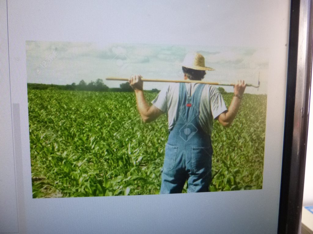 México es cada vez más dependiente en alimentos, afirma analista