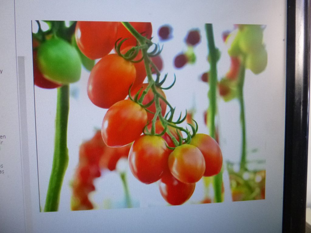 Productores de San Martín Texmelucan reciben insumos de la Secretaría de Desarrollo Rural