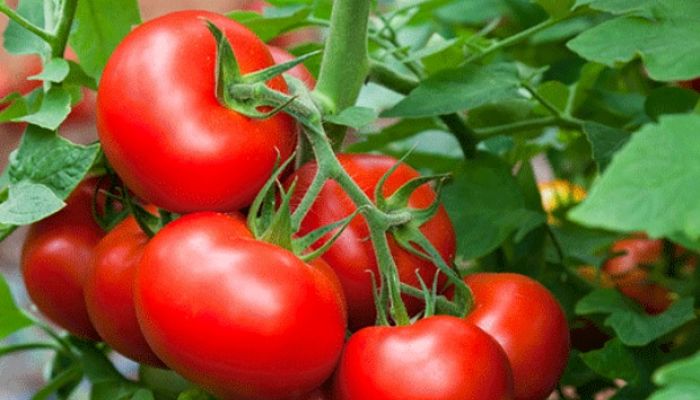 El jitomate orgánico, una gran oportunidad para los productores