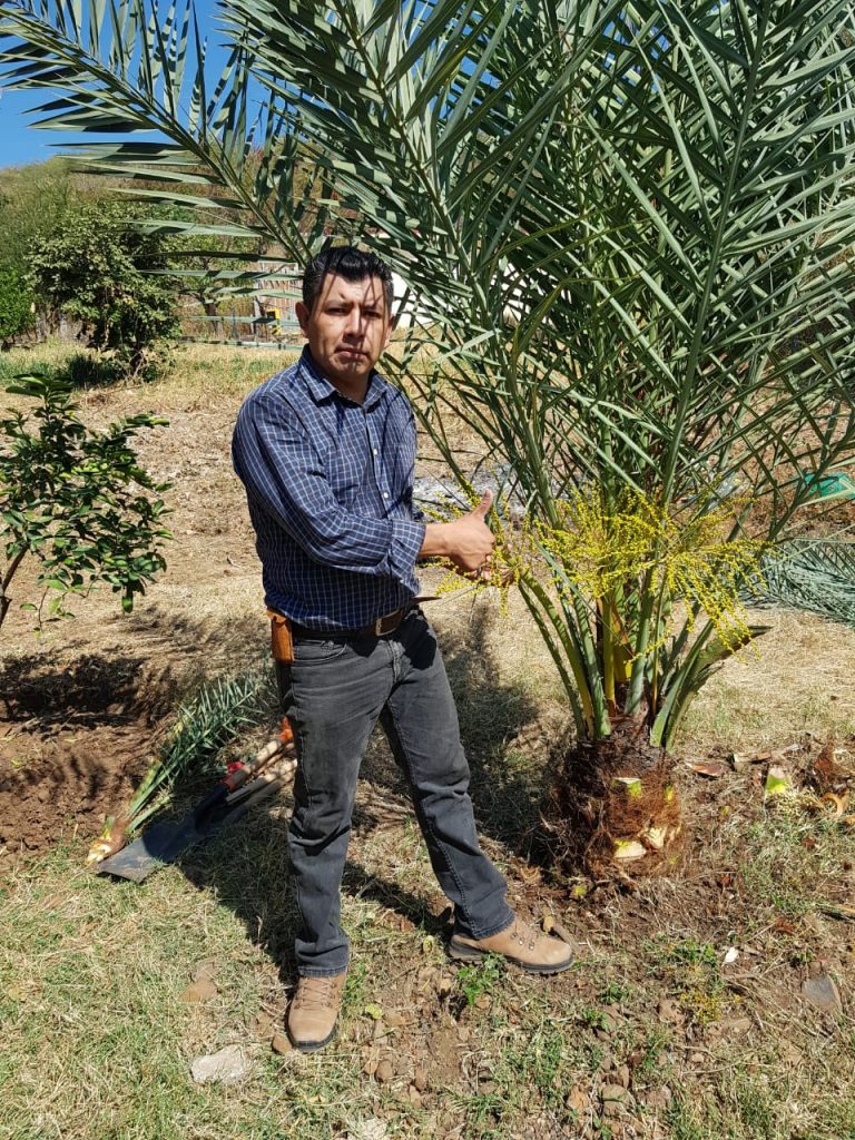 Agrónomos impulsan el proyecto de palma datilera en la Mixteca poblana